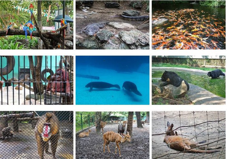 曼谷 | Safari World 赛佛瑞野生动物园 亚洲最大!! 交通门票指南!!的图片 第22张 曼谷 | Safari World 赛佛瑞野生动物园 亚洲最大!! 交通门票指南!!
