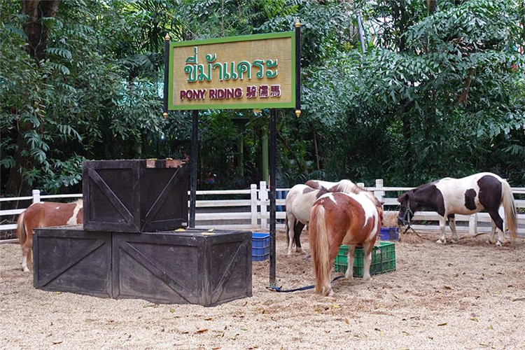 曼谷 | Safari World 赛佛瑞野生动物园 亚洲最大!! 交通门票指南!!的图片 第28张 曼谷 | Safari World 赛佛瑞野生动物园 亚洲最大!! 交通门票指南!!