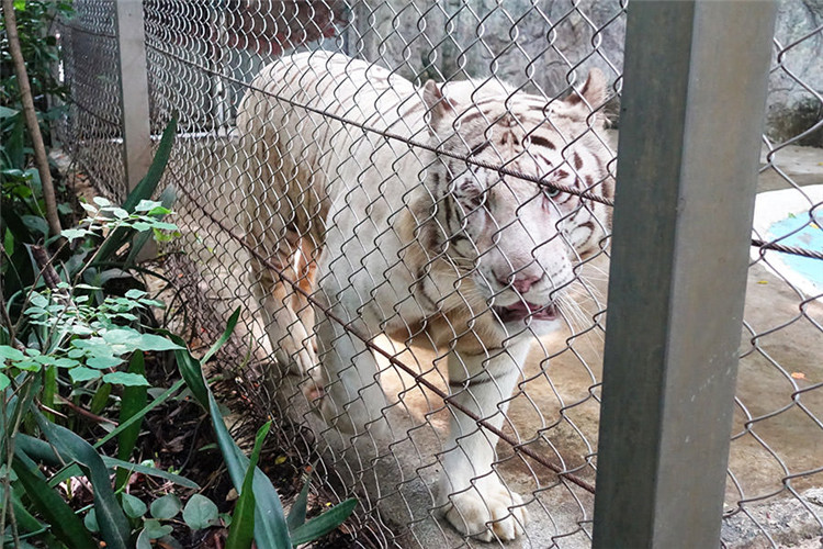 曼谷 | Safari World 赛佛瑞野生动物园 亚洲最大!! 交通门票指南!!的图片 第30张 曼谷 | Safari World 赛佛瑞野生动物园 亚洲最大!! 交通门票指南!!