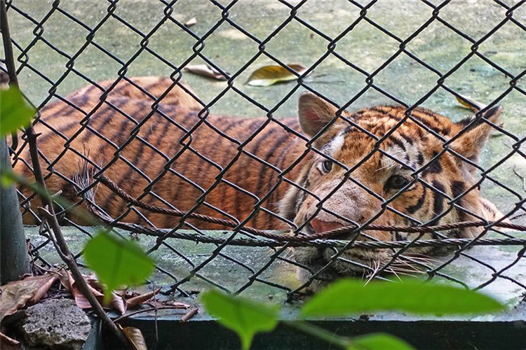 曼谷 | Safari World 赛佛瑞野生动物园 亚洲最大!! 交通门票指南!!的图片 第31张 曼谷 | Safari World 赛佛瑞野生动物园 亚洲最大!! 交通门票指南!!