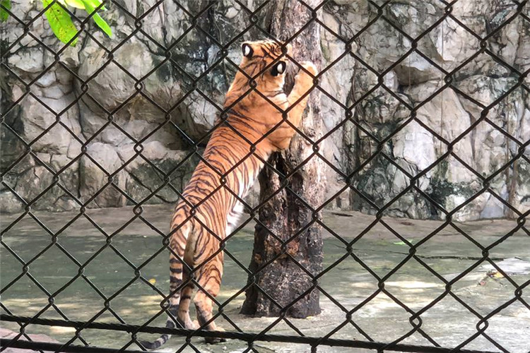 曼谷 | Safari World 赛佛瑞野生动物园 亚洲最大!! 交通门票指南!!的图片 第32张 曼谷 | Safari World 赛佛瑞野生动物园 亚洲最大!! 交通门票指南!!