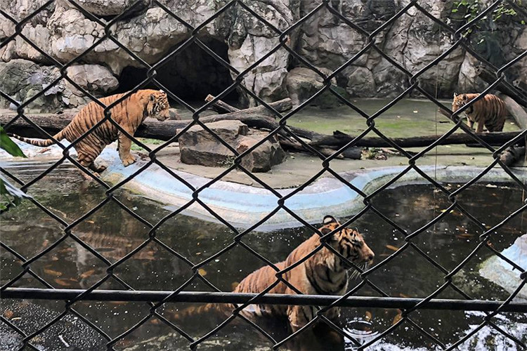 曼谷 | Safari World 赛佛瑞野生动物园 亚洲最大!! 交通门票指南!!的图片 第33张 曼谷 | Safari World 赛佛瑞野生动物园 亚洲最大!! 交通门票指南!!