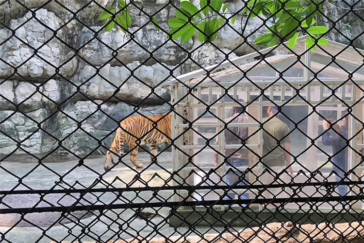 曼谷 | Safari World 赛佛瑞野生动物园 亚洲最大!! 交通门票指南!!的图片 第34张 曼谷 | Safari World 赛佛瑞野生动物园 亚洲最大!! 交通门票指南!!