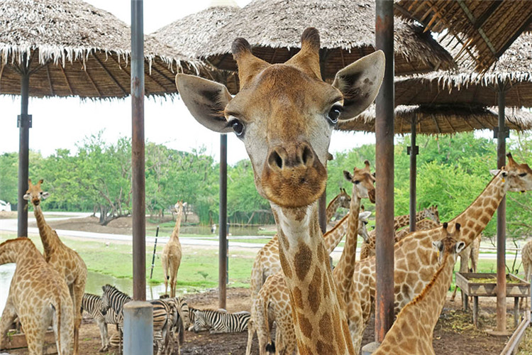 曼谷 | Safari World 赛佛瑞野生动物园 亚洲最大!! 交通门票指南!!的图片 第35张 曼谷 | Safari World 赛佛瑞野生动物园 亚洲最大!! 交通门票指南!!