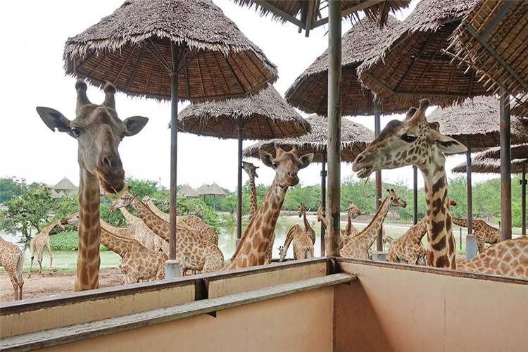 曼谷 | Safari World 赛佛瑞野生动物园 亚洲最大!! 交通门票指南!!的图片 第36张 曼谷 | Safari World 赛佛瑞野生动物园 亚洲最大!! 交通门票指南!!