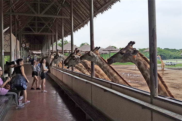 曼谷 | Safari World 赛佛瑞野生动物园 亚洲最大!! 交通门票指南!!的图片 第37张 曼谷 | Safari World 赛佛瑞野生动物园 亚洲最大!! 交通门票指南!!