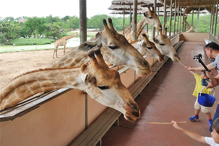 曼谷 | Safari World 赛佛瑞野生动物园 亚洲最大!! 交通门票指南!!的图片 第38张 曼谷 | Safari World 赛佛瑞野生动物园 亚洲最大!! 交通门票指南!!