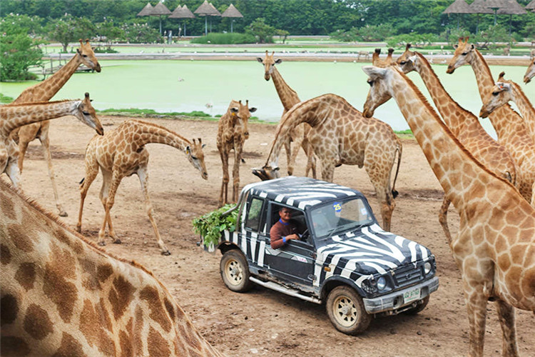 曼谷 | Safari World 赛佛瑞野生动物园 亚洲最大!! 交通门票指南!!的图片 第41张 曼谷 | Safari World 赛佛瑞野生动物园 亚洲最大!! 交通门票指南!!