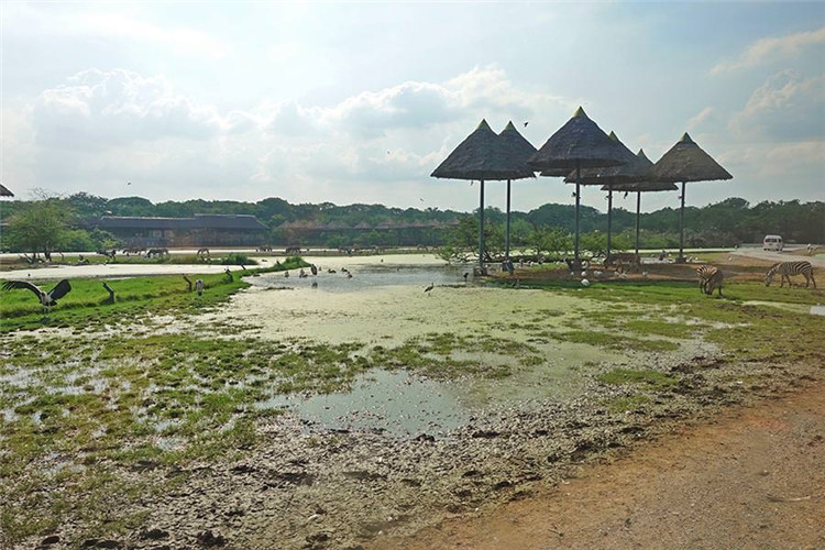 曼谷 | Safari World 赛佛瑞野生动物园 亚洲最大!! 交通门票指南!!的图片 第48张 曼谷 | Safari World 赛佛瑞野生动物园 亚洲最大!! 交通门票指南!!