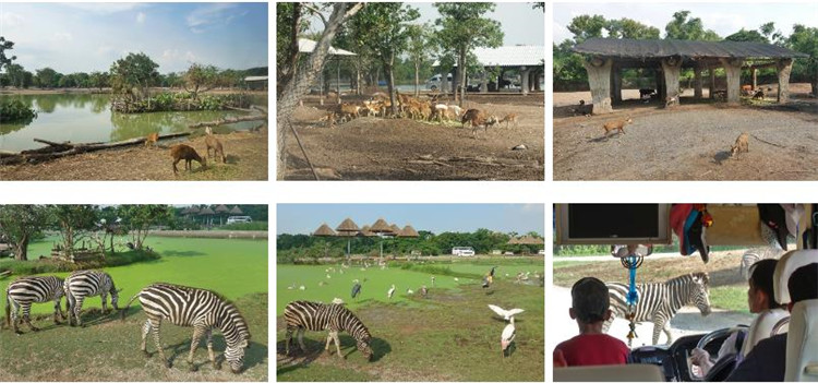 曼谷 | Safari World 赛佛瑞野生动物园 亚洲最大!! 交通门票指南!!的图片 第49张 曼谷 | Safari World 赛佛瑞野生动物园 亚洲最大!! 交通门票指南!!