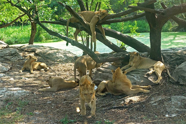 曼谷 | Safari World 赛佛瑞野生动物园 亚洲最大!! 交通门票指南!!的图片 第51张 曼谷 | Safari World 赛佛瑞野生动物园 亚洲最大!! 交通门票指南!!